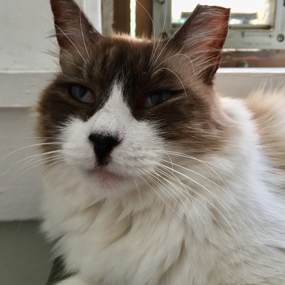 Meet your Posher, Susasusan